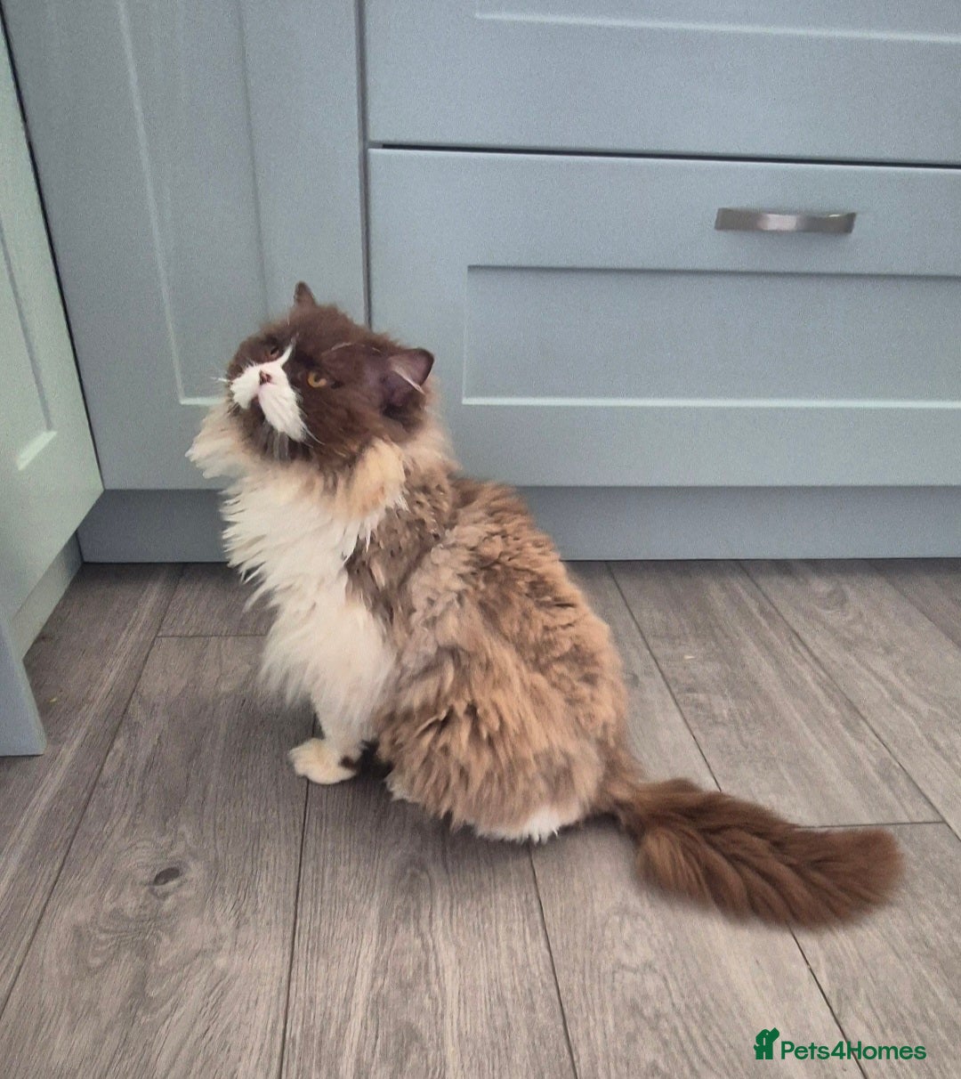 British Longhair cats for sale: Stunning GCCF Reg Male (Russian Imported parents)  - Image 8