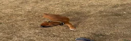 Boxer dogs for sale: charthaihen boxers - Advert 5