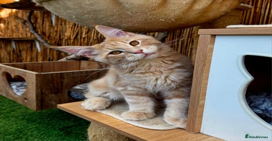 Maine Coon cats - Advert 15