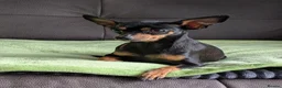 Mixed Breed dogs for sale: Miniature Pinscher x Russian Toy Terrier Puppies - Advert 2