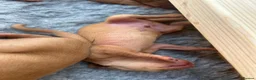 Hungarian Vizsla dogs for sale: 5 handsome hungarian vizsla puppies for sale - Advert 26