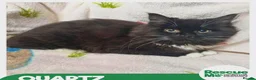 Mixed Breed cats for adoption: Quartz - sweet shy girl - Advert 1