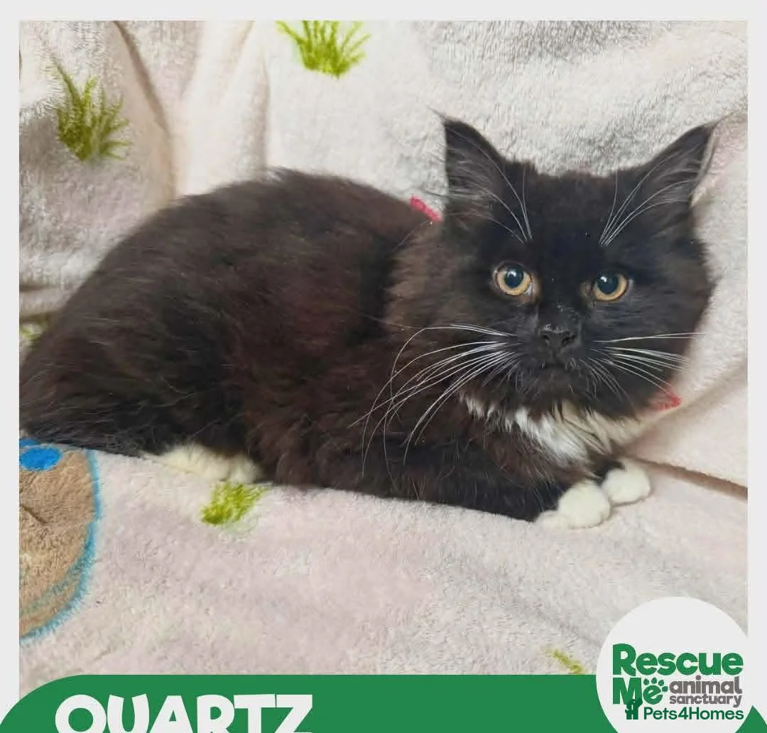 Mixed Breed cats for adoption: Quartz - sweet shy girl - Advert 1
