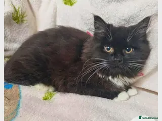 Mixed Breed cats Quartz - sweet shy girl - Advert 4