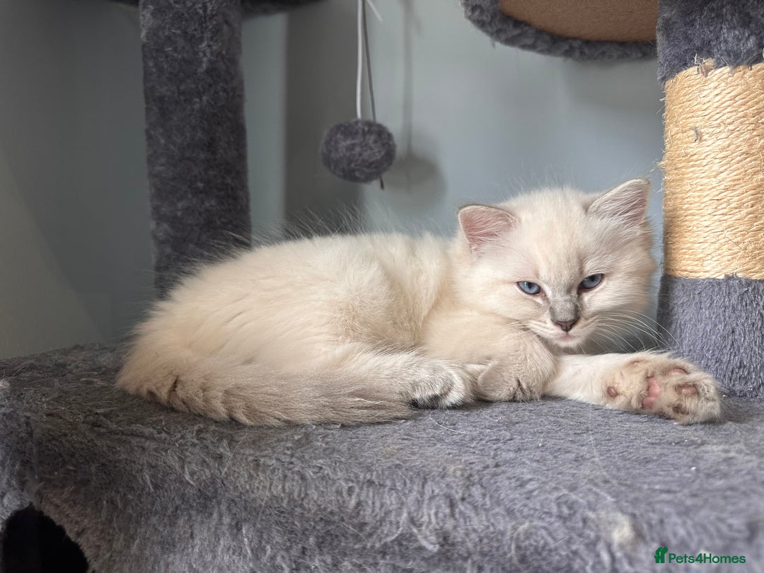 Ragdoll cats for sale: Ragdoll male kitten READY TO GO - Image 4