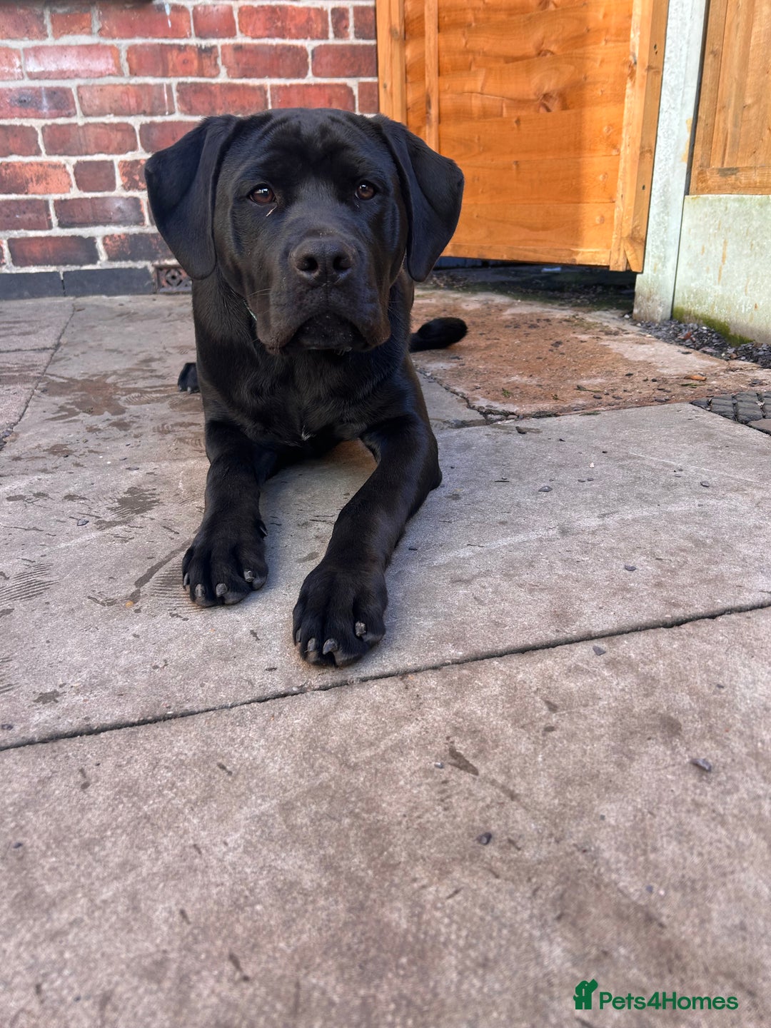 Mixed Breed dogs for sale: Puppy for sale  - Advert 1