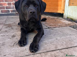 Mixed Breed dogs Puppy for sale - Advert 12