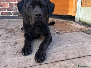 Mixed Breed dogs Puppy for sale - Advert 7