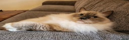 Ragdoll cats for sale: Gorgeous Ragdoll bonded Brothers - Advert 5
