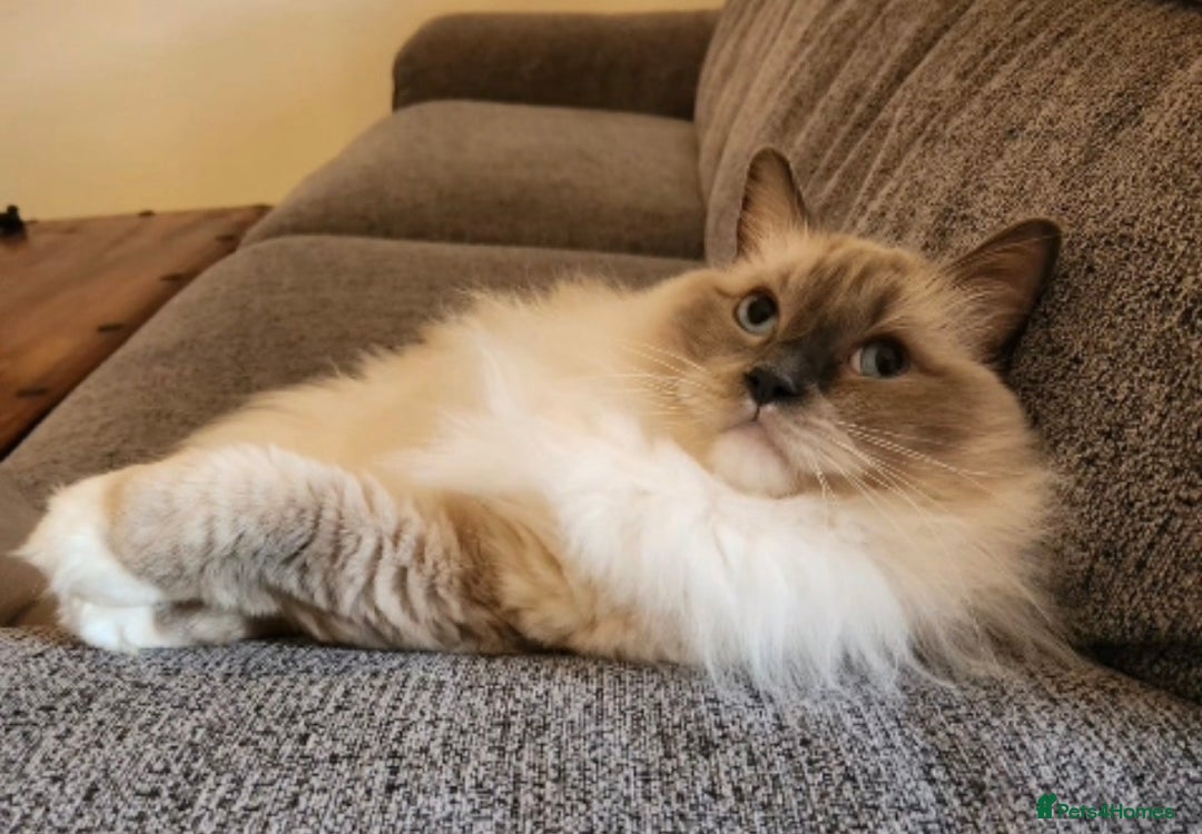 Ragdoll cats for sale: Gorgeous Ragdoll bonded Brothers - Advert 5