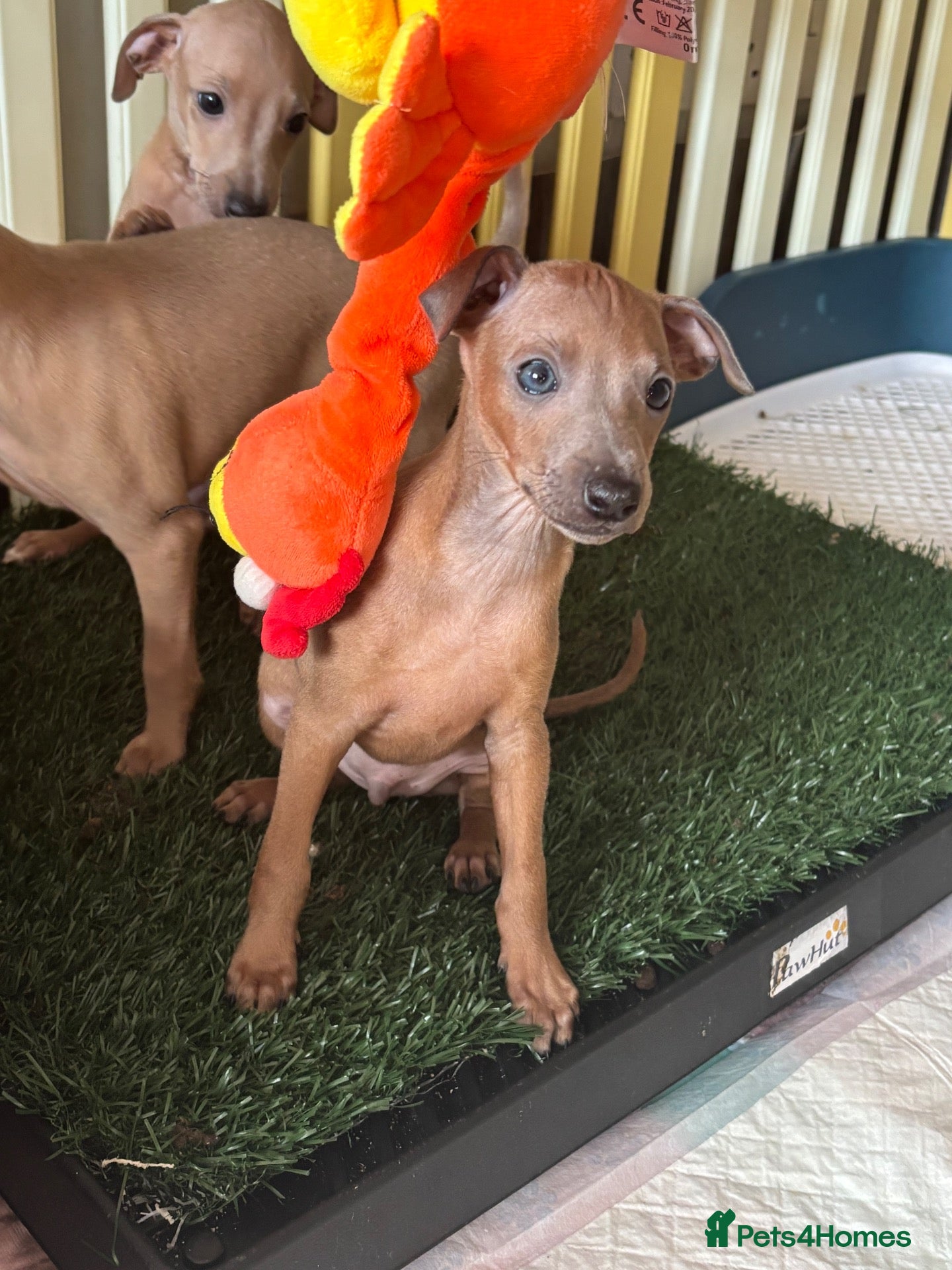 Italian Greyhound dogs Kc Italian fawn boys  - Advert 1