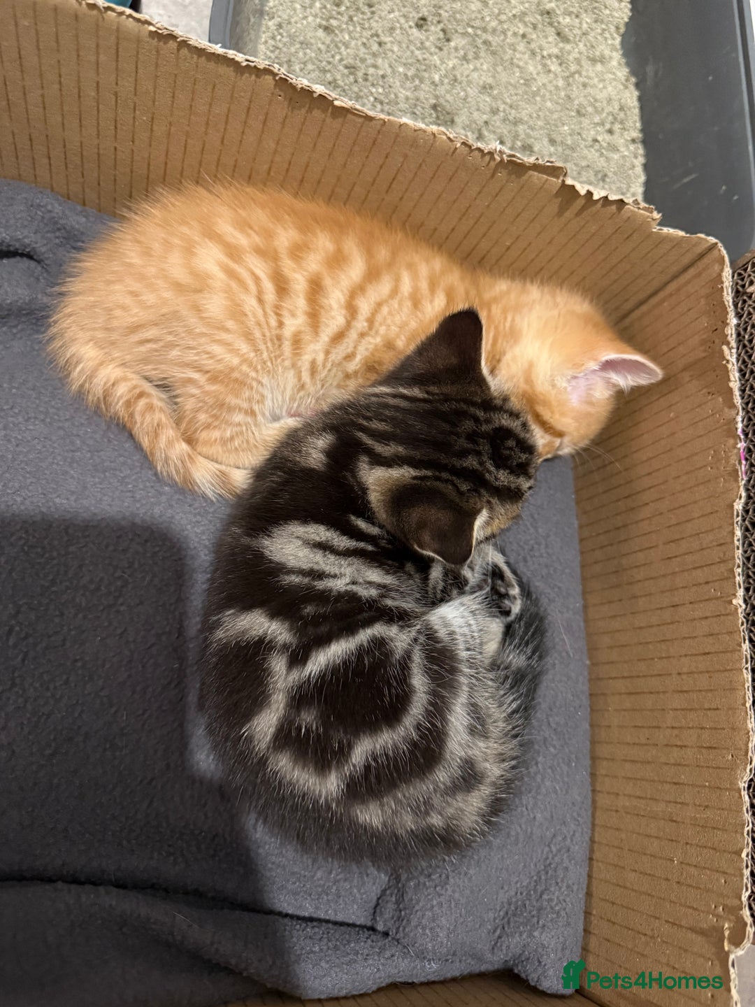 British Shorthair cats for sale: Gorgeous kittens  - Advert 6