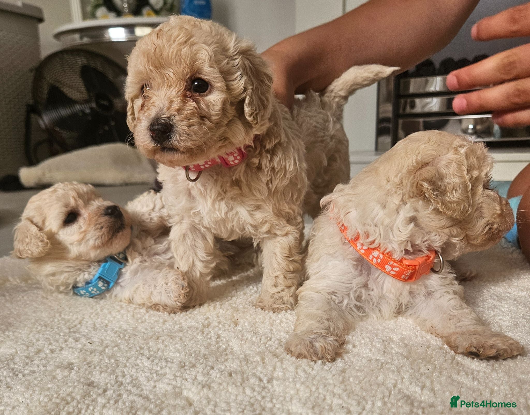 Cavapoo dogs Cavapoo puppies  - Advert 11