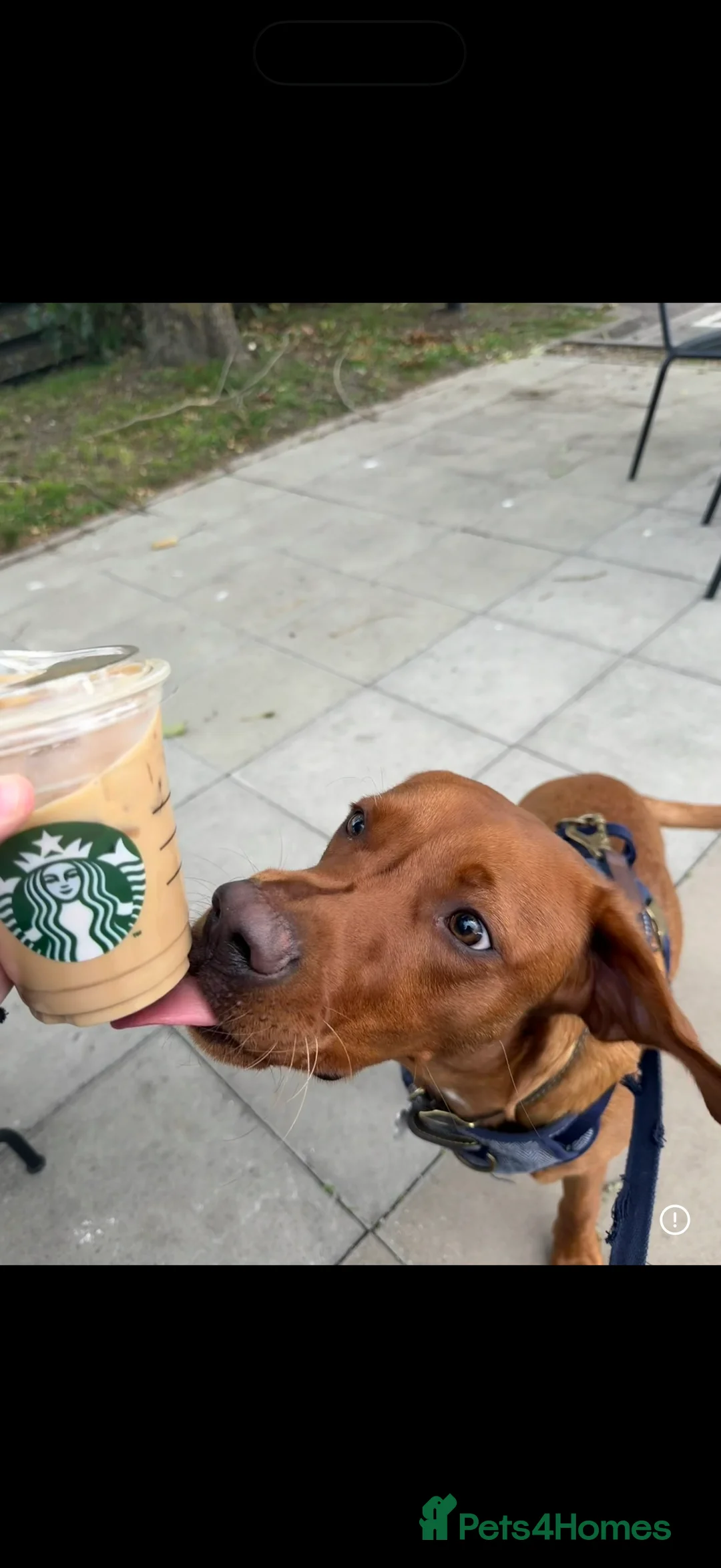 Labrador Retriever dogs for sale: Red Fox Lab - Looking for forever home - Advert 1