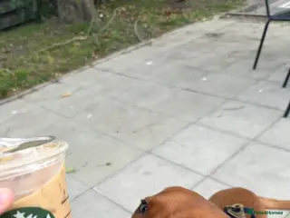 Labrador Retriever dogs Red Fox Lab - Looking for forever home - Advert 3