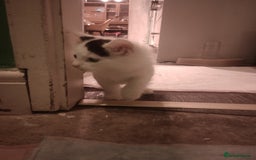 Mixed Breed cats for sale: Amazing kitten's  - Advert 10