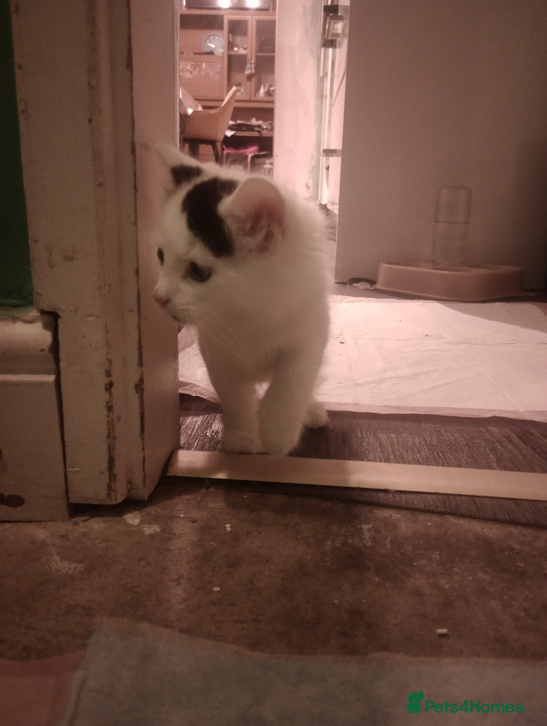 Mixed Breed cats for sale: Amazing kitten's  - Advert 10