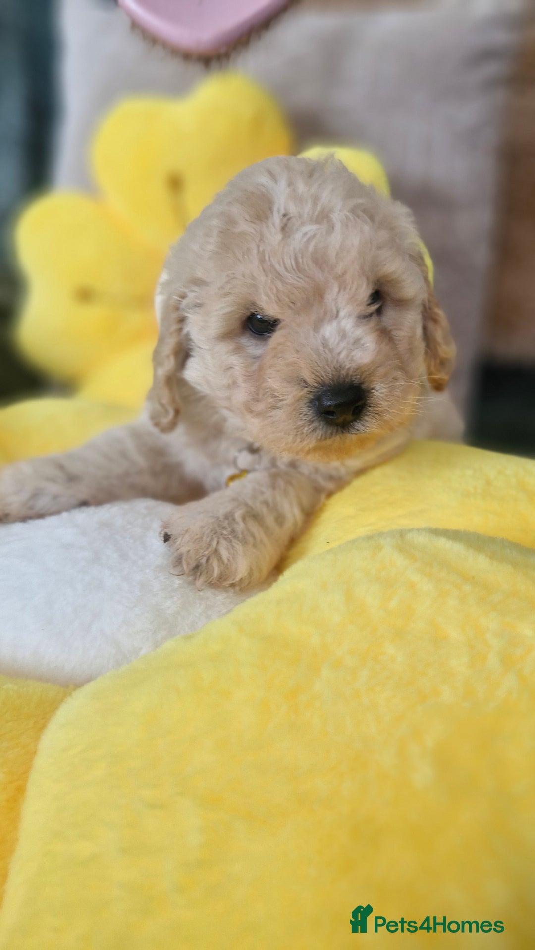 Mixed Breed dogs for sale: Maltipoo puppies  - Image 29