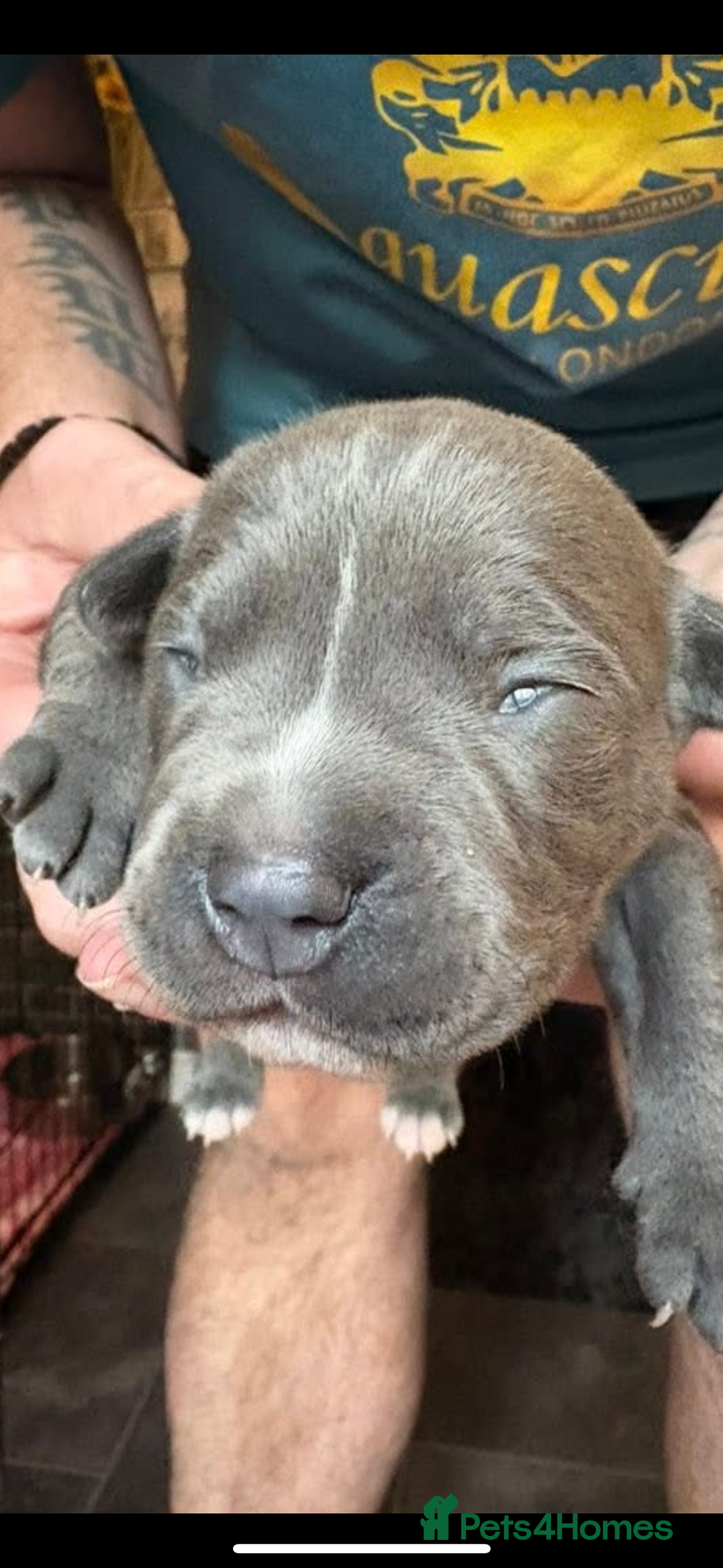 Staffordshire Bull Terrier dogs for sale: Blue staffy boy puppy - Advert 3