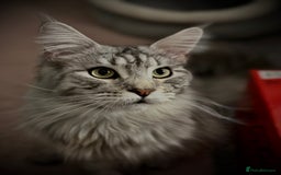 Maine Coon cats for sale: Looking for a temporary home for my cat - Image 2