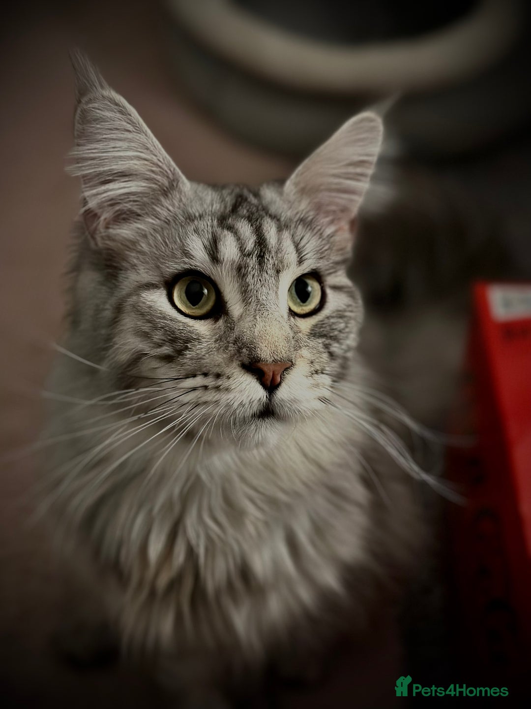 Maine Coon cats for sale: Looking for a temporary home for my cat - Image 2