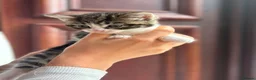 Mixed Breed cats for sale: Adorable Tabby & White Kitten – Ready to Leave Now - Advert 5