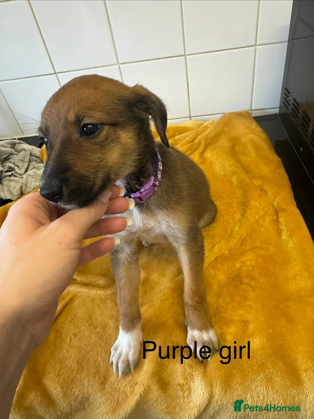 Lurcher dogs for sale: Mali x sluki puppies  - Advert 9