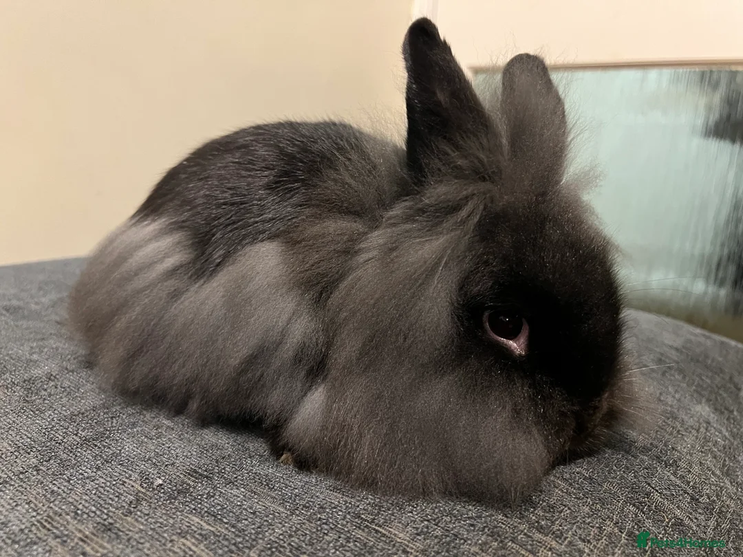 Mini Lion Lop rabbits for sale: Mini lion lop bucks - Advert 2