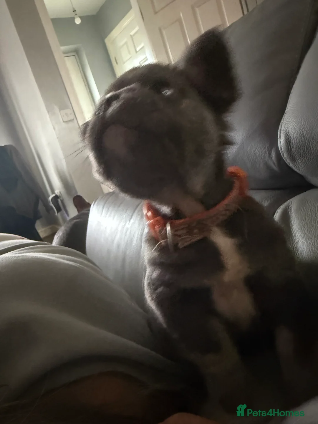 French Bulldog dogs for sale: French bulldogs  - Advert 18