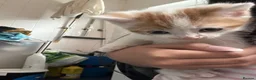 Mixed Breed cats for sale: Kittens - Advert 1