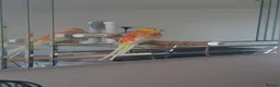 Parakeets birds for sale: **Beautiful Rare Mutation Red-Rumped Parakeet in London - Advert 5