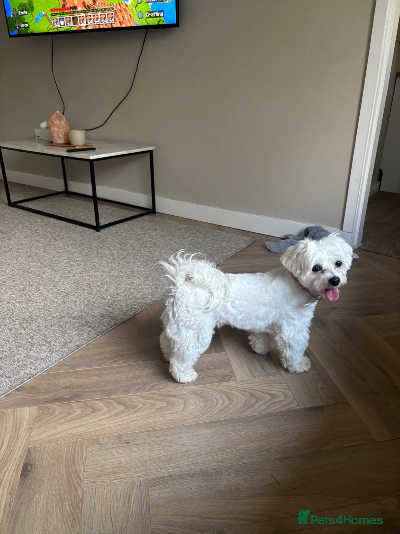 Maltipoo dogs for sale: Outstanding Health tested F1 maltipoo - Advert 9