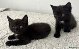 Domestic Shorthair cats for sale: 3 black kittens for sale  - Image 5
