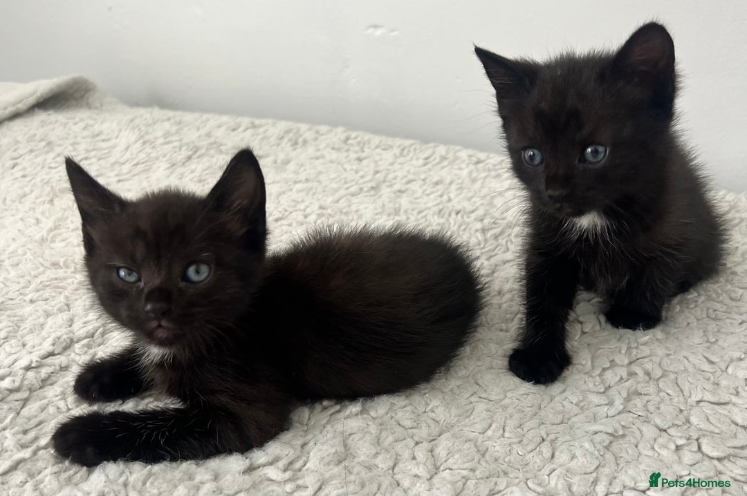 Domestic Shorthair cats for sale: 3 black kittens for sale  - Image 5