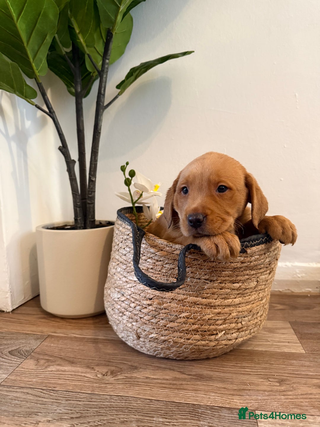 Labrador Retriever dogs for sale: Labrador pups for sale  - Advert 2