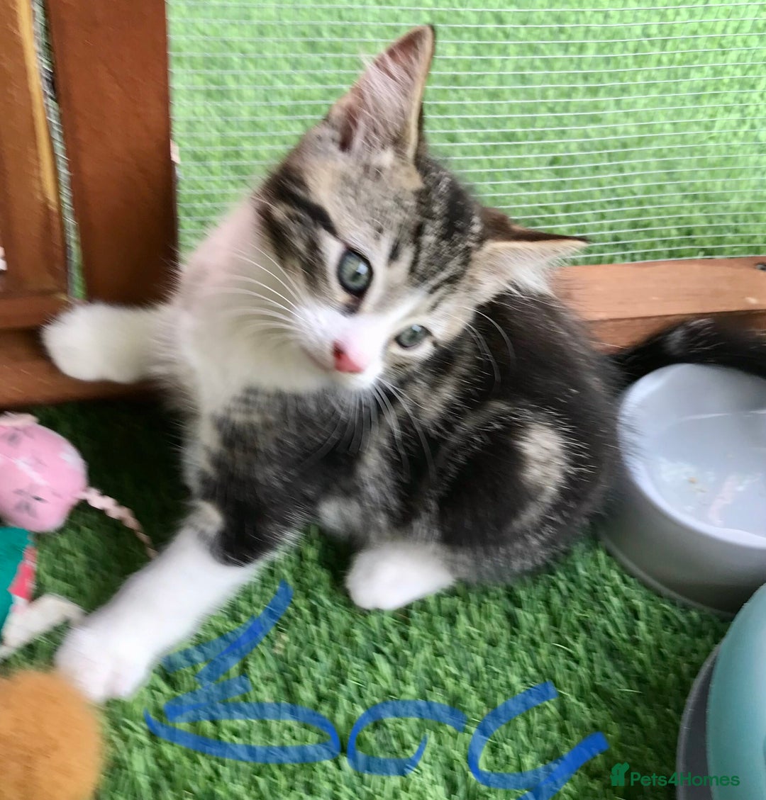 Mixed Breed cats for sale: 5 kitten’s available today  - Image 11