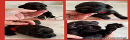 Australian Labradoodle dogs for sale: Multigenerational Australian Labradoodle puppies - Advert 7