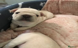 French Bulldog dogs for sale:  French bulldogs from £850 to £1700 in Liverpool - Image 23