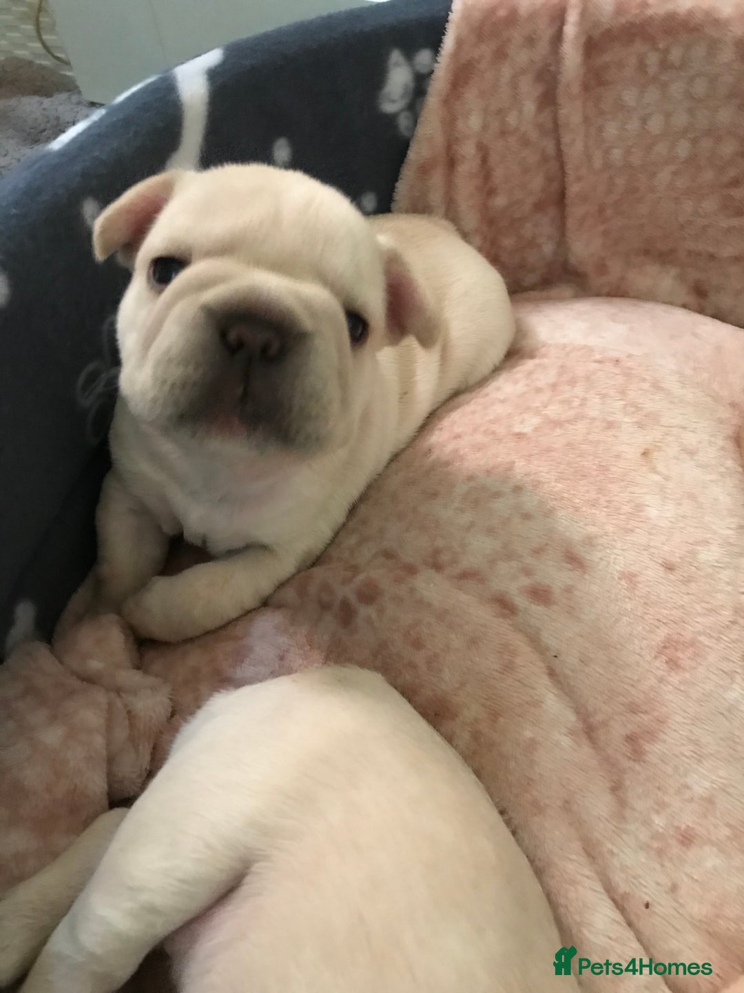 French Bulldog dogs for sale:  French bulldogs from £850 to £1700 in Liverpool - Image 23