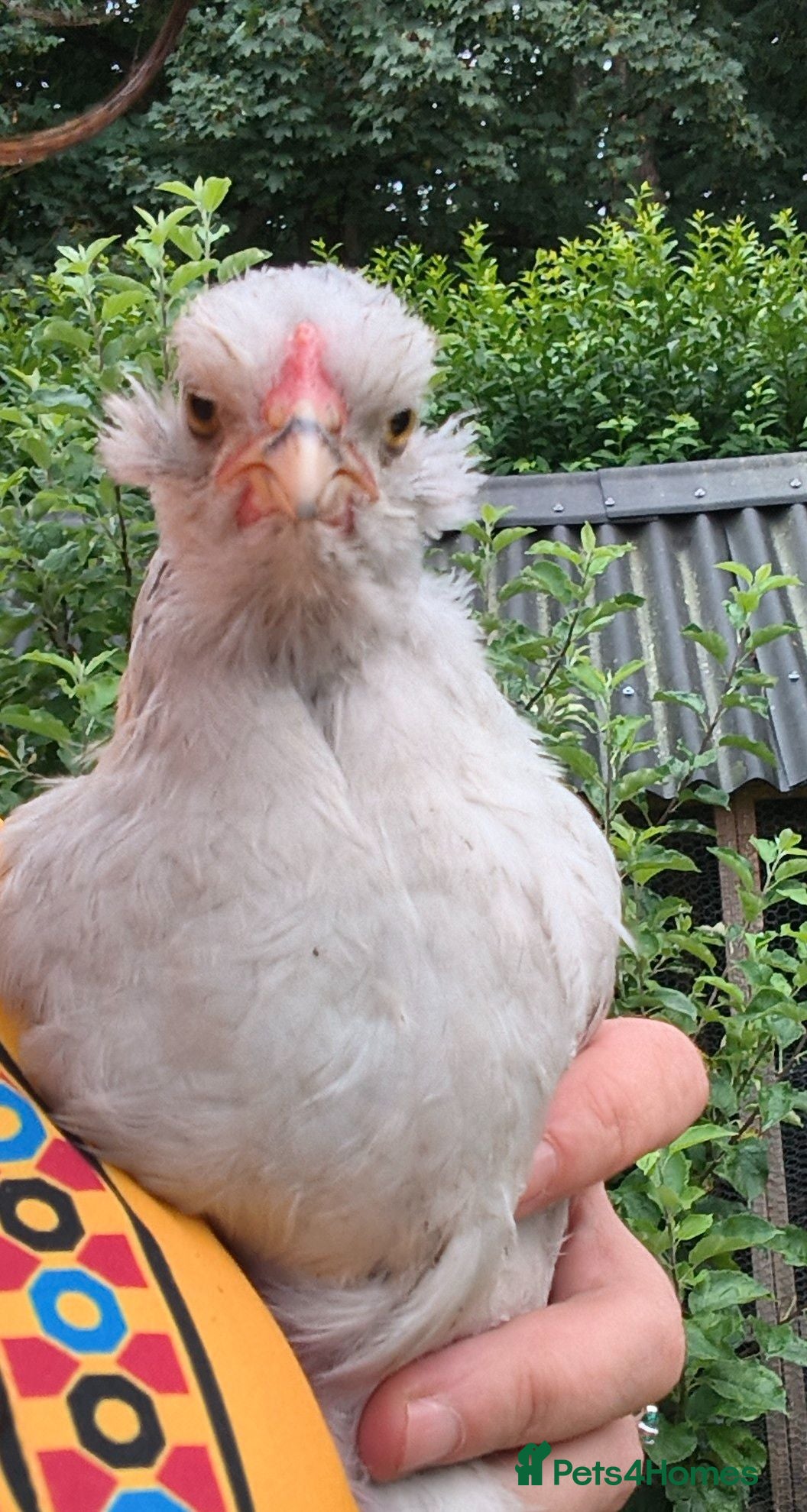 Chickens poultry La fleche and aracauna cockerals - Advert 12
