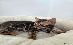 Bengal cats for sale: 🐾Gorgeous Female Bengal Kitten Available! - Image 2