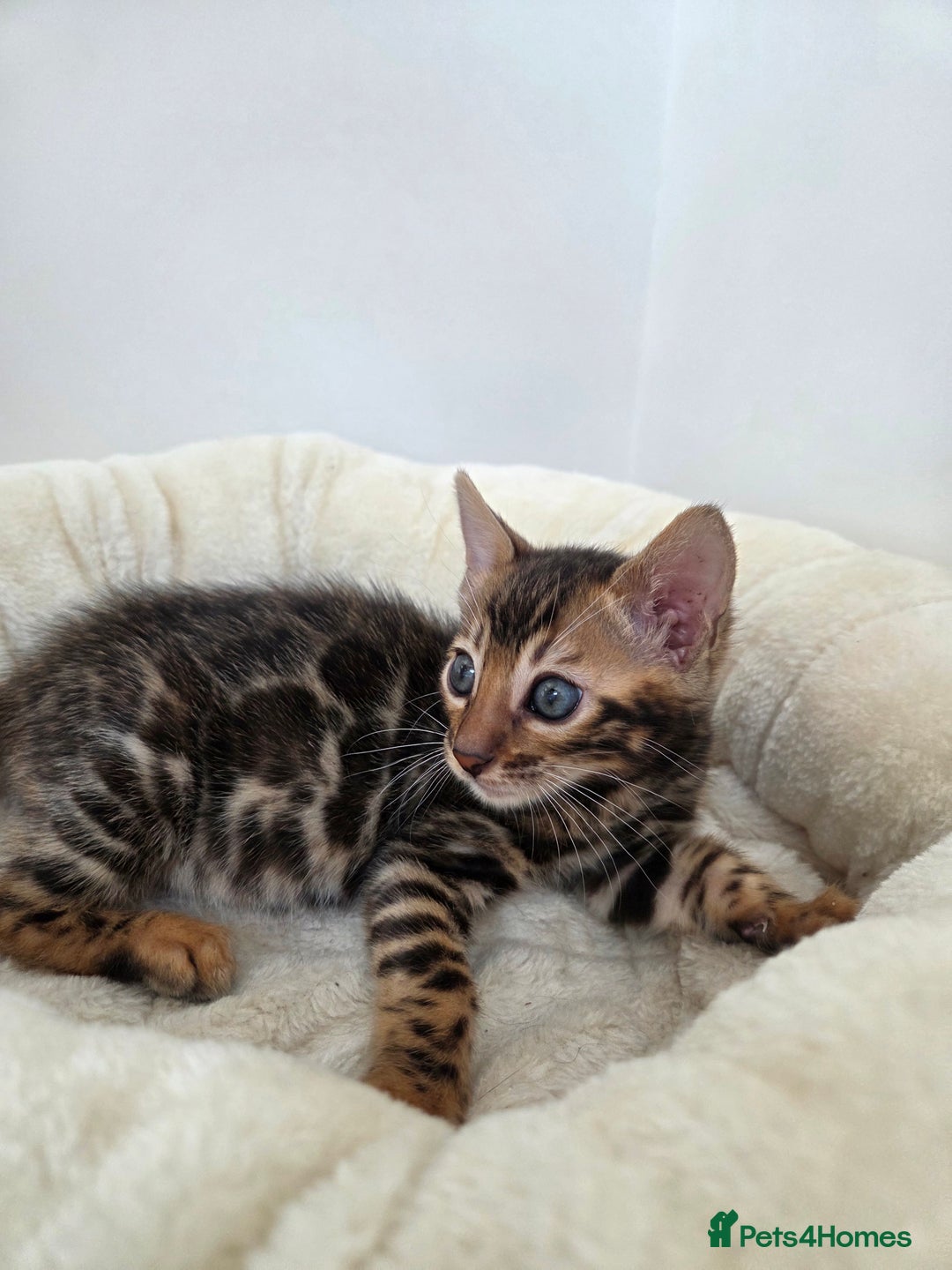 Bengal cats for sale: 🐾Gorgeous Female Bengal Kitten Available! - Image 2