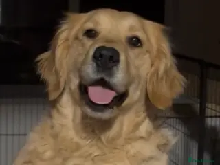 Golden Retriever dogs KC Genetically Clear Golden Retriever Girl - Advert 2