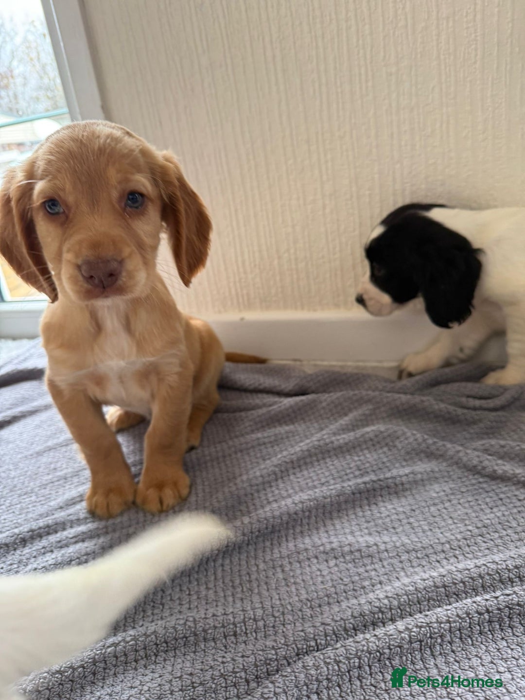 Cocker Spaniel dogs for sale: Beautiful cocker spaniel puppies for sale  - Advert 9