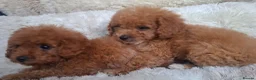 Cavapoo dogs for sale: Toy cavapoos heath checked 100 percent perfect - Advert 6