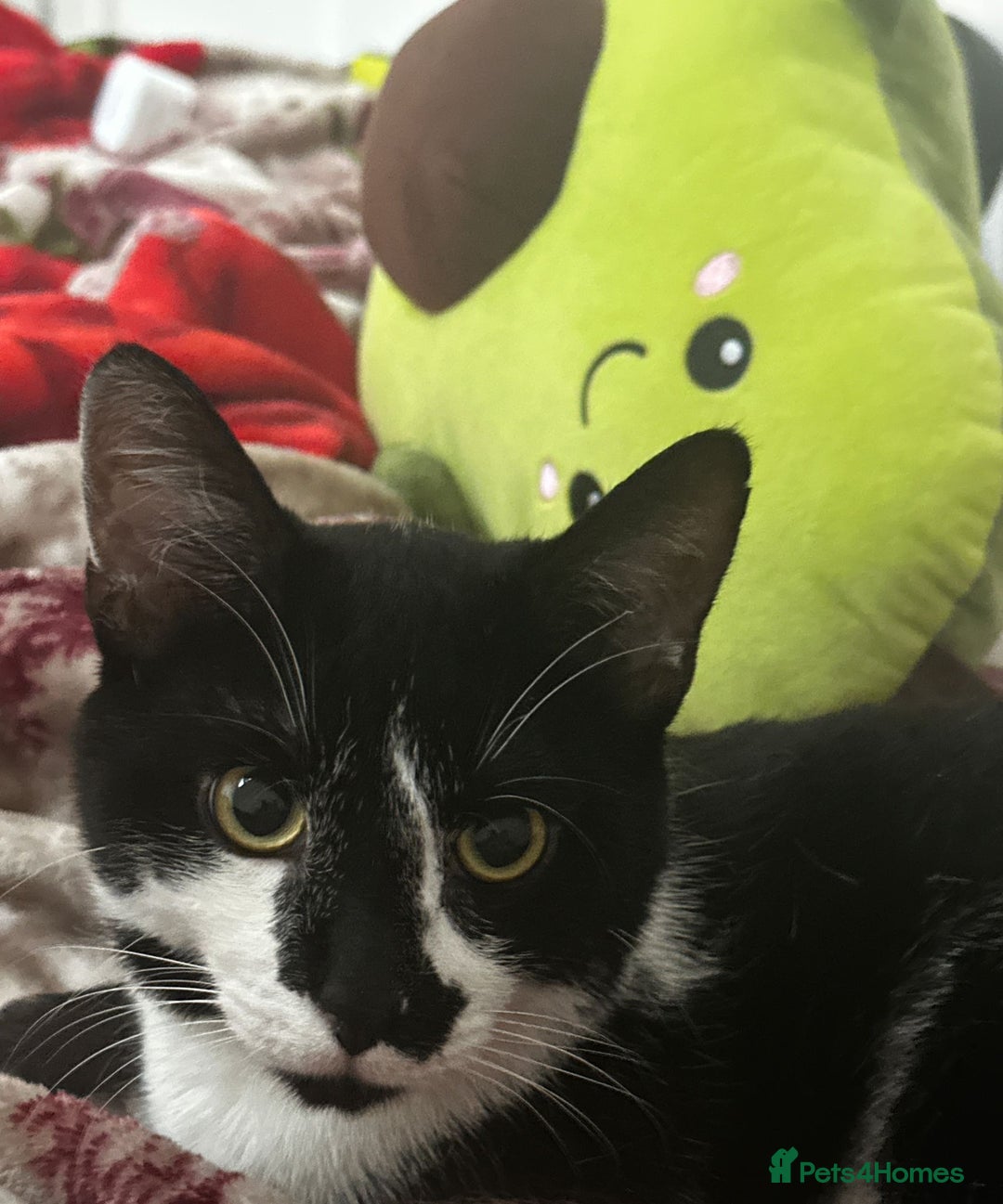 Domestic Shorthair cats for sale: Four male cats for sale - Image 1