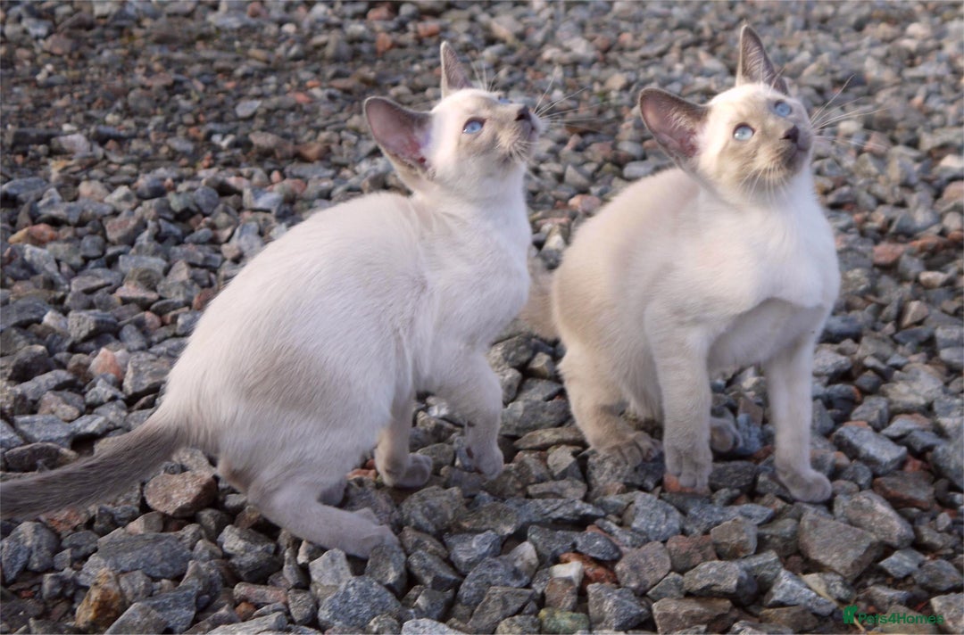 Siamese cats for sale: ADORABLE SIAMESE KITTENS - Advert 22