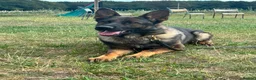 German Shepherd dogs for sale: Working line german shepherd puppies - Advert 30