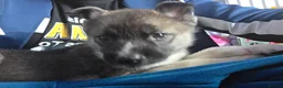 Huskita dogs for sale: huskita/siberian husky puppies - Advert 10
