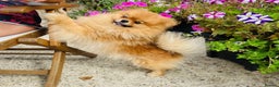 Pomeranian dogs for sale: Lovely Pomeranian puppies  in Sudbury - Advert 8